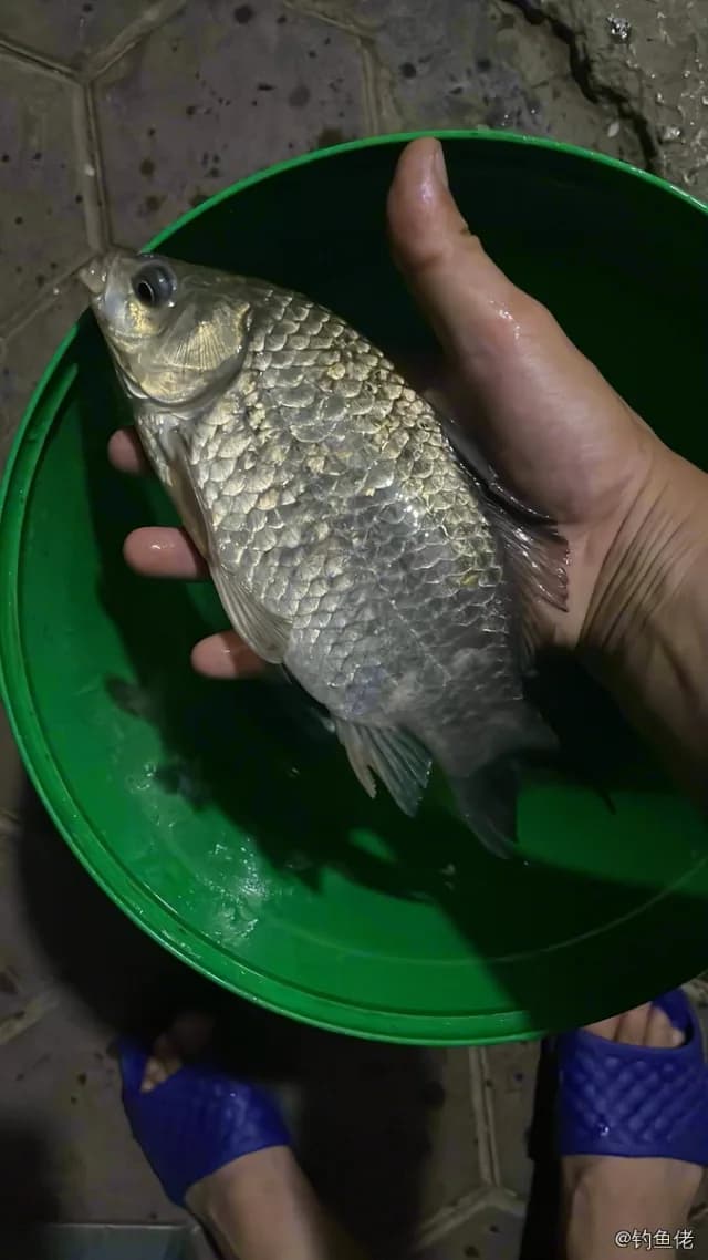 鲫鱼钓获 0.45kg