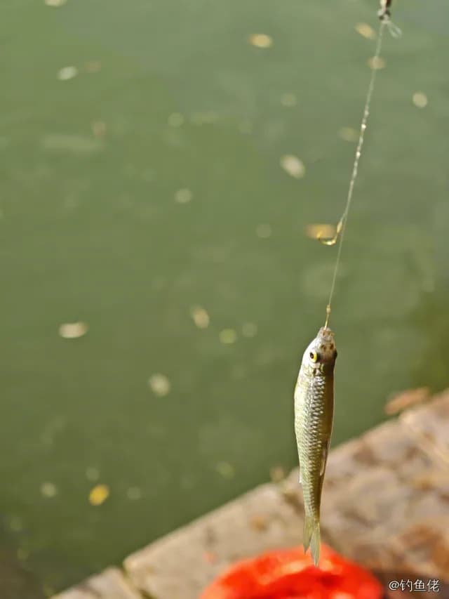 麦穗鱼钓获 