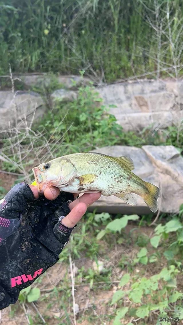 大口黑鲈钓获 1.01kg