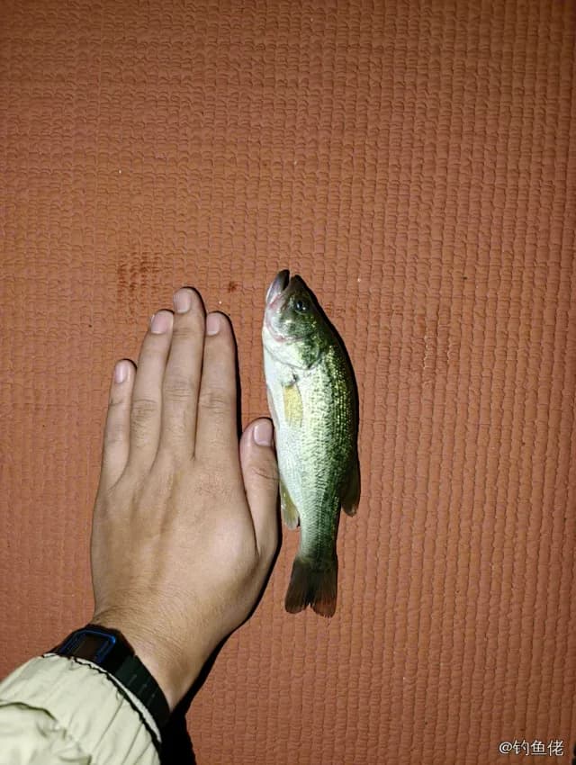 大口黑鲈钓获 0.1kg