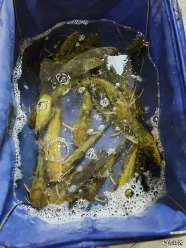 白条钓获 7.7kg