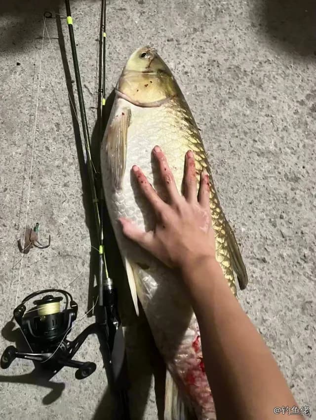 鲢鱼钓获 4kg