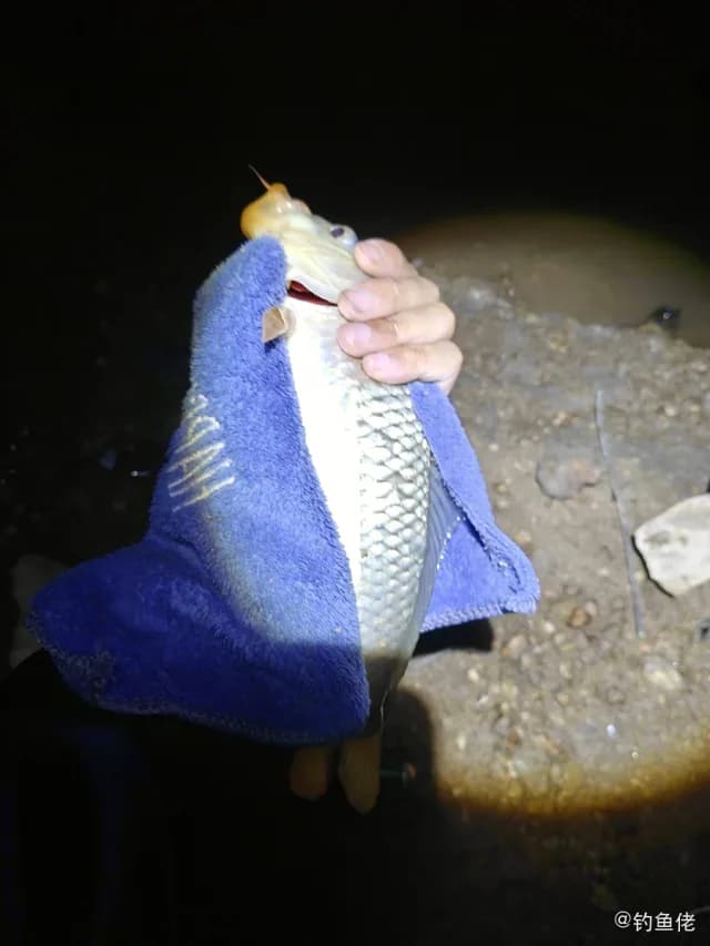 鲤鱼钓获 0.25kg
