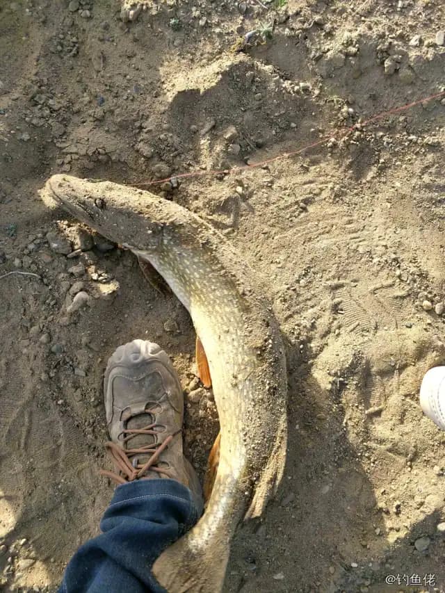白斑狗鱼钓获 3.2kg
