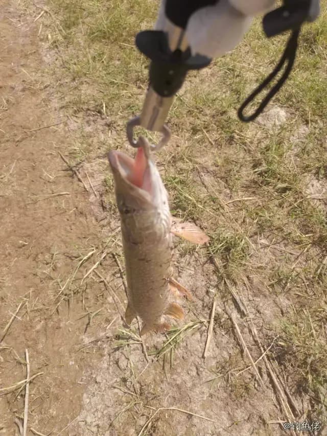 白斑狗鱼钓获 0.5kg