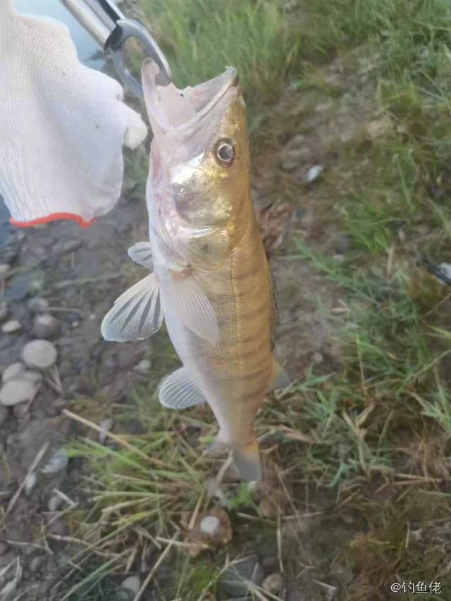 白梭吻鲈钓获 0.5kg