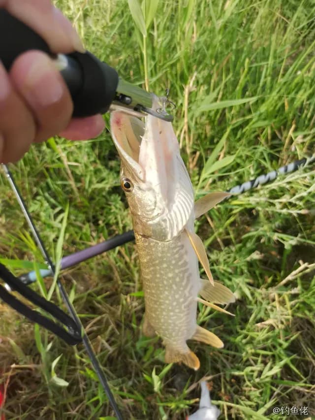 白斑狗鱼钓获 0.8kg