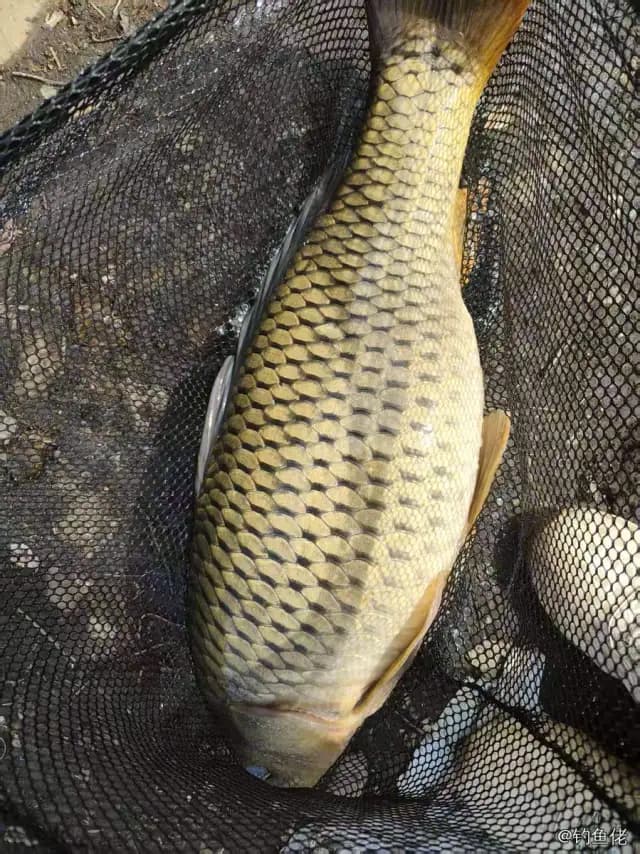 鲤鱼钓获 4.7kg