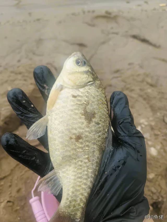 鲫鱼钓获 0.45kg