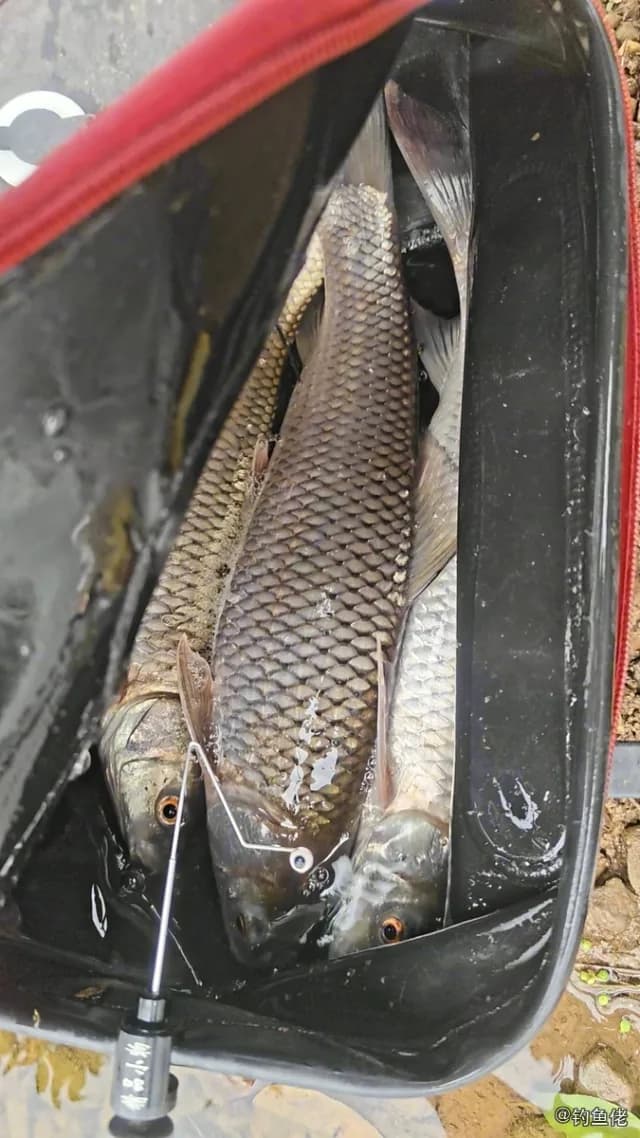 赤眼鳟钓获 0.5kg