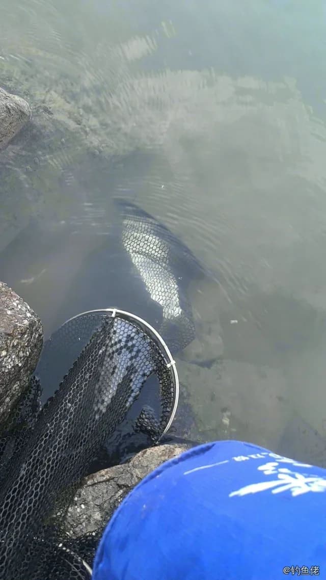 红鳍鲌钓获 2.7kg