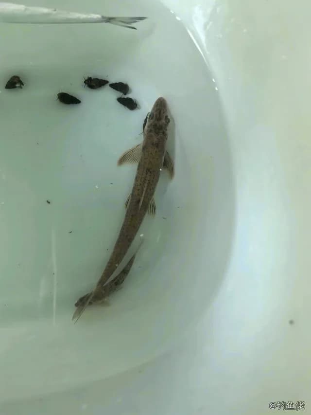 红鳍鲌钓获 2.7kg