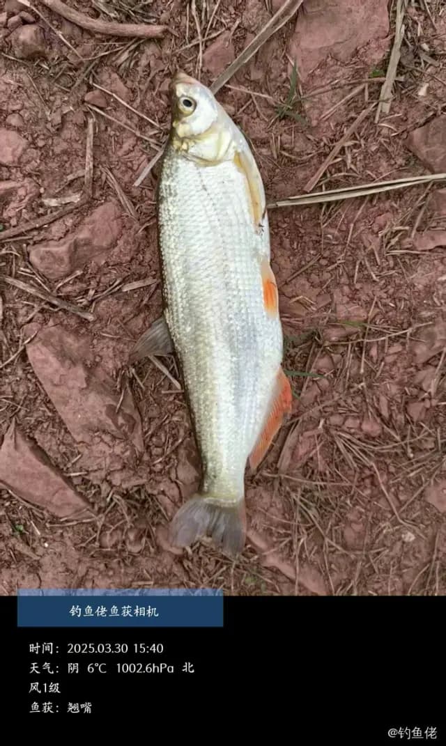 红鳍鲌钓获 0.9kg