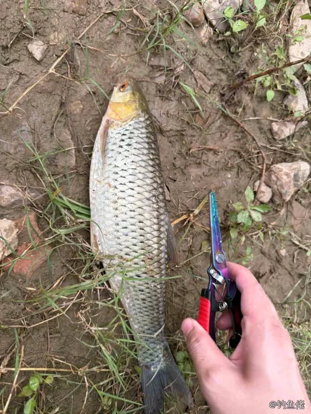 赤眼鳟钓获 1kg