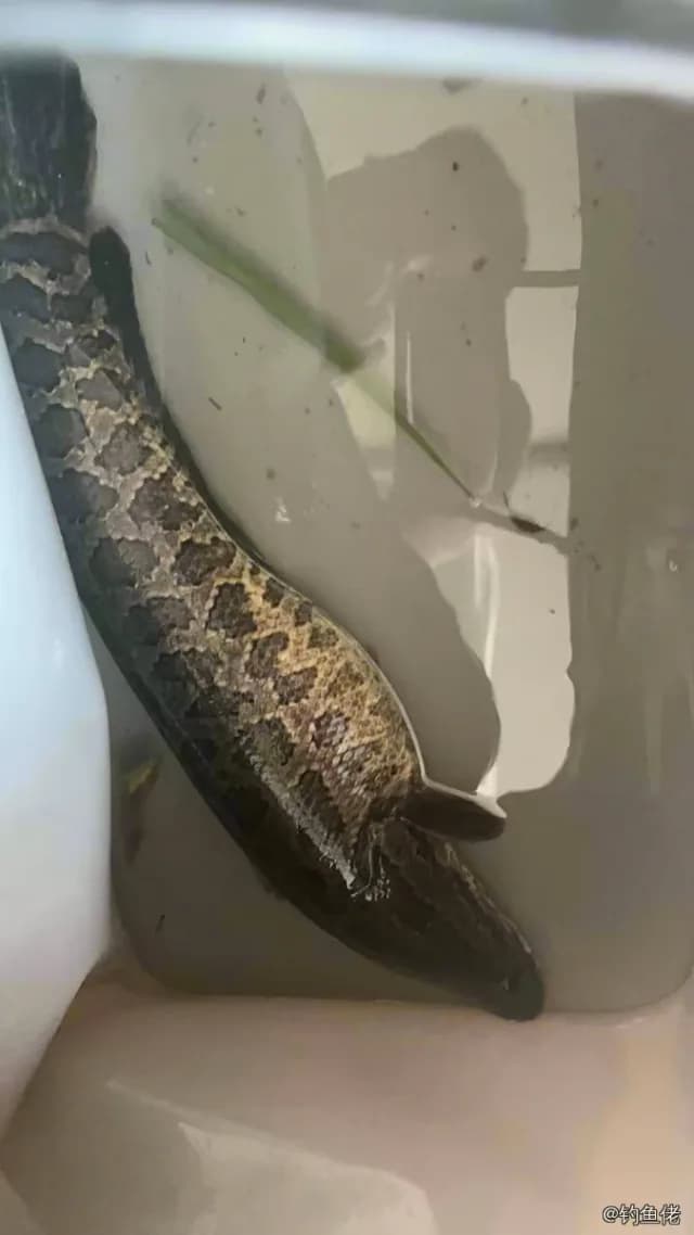 乌鳢钓获 1.5kg