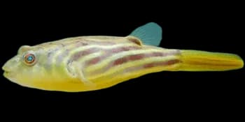 阿拉伯鲀（Tetraodon lineatus）图片