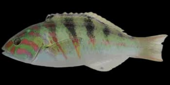 鞍斑锦鱼（Thalassoma hardwicke）图片