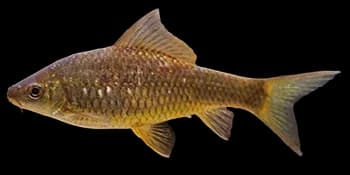 暗花纹唇鱼（Osteochilus salsburyi）图片