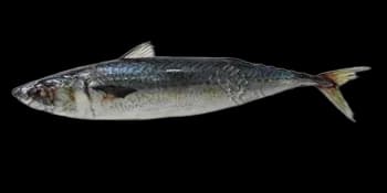 澳洲鲭（Scomber australasicus）图片