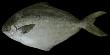 巴西真鲳（Stromateus brasiliensis）图片