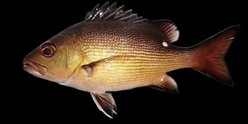 白斑笛鲷（Lutjanus bohar）图片