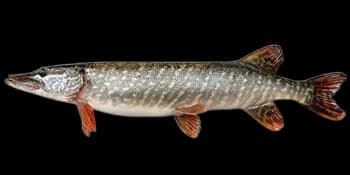 白斑狗鱼（Esox lucius）图片