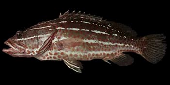 白线光腭鲈（Anyperodon leucogrammicus）图片