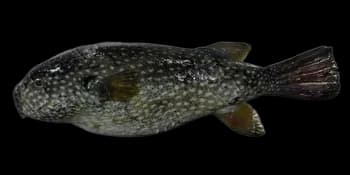 瓣叉鼻鲀（Arothron firmamentum）图片