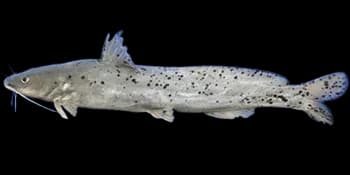 斑点半鲿（Hemibagrus guttatus）图片
