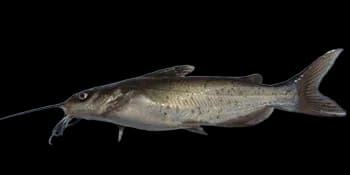 斑点叉尾鮰（Ictalurus punctatus）图片