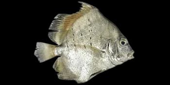 斑点鸡笼鲳（Drepane punctata）图片