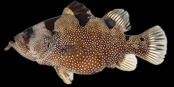 斑点须鮨（Pogonoperca punctata）图片