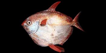 斑点月鱼（Lampris guttatus）图片
