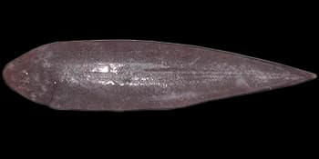 半滑舌鳎（Cynoglossus semilaevis）图片