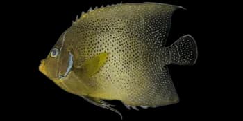 半环刺盖鱼（Pomacanthus semicirculatus）图片