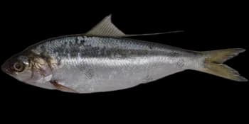 斑鰶（Konosirus punctatus）图片