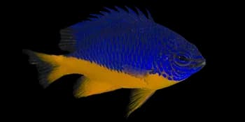 半蓝金翅雀鲷（Chrysiptera hemicyanea）图片