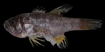 斑鳍天竺鲷（Apogon carinatus）图片