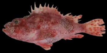 斑鳍鲉（Scorpaena neglecta）图片