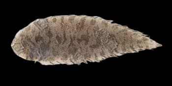 斑头舌鳎（Cynoglossus puncticeps）图片