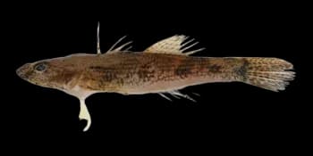 斑纹舌虾虎鱼（Glossogobius olivaceus）图片