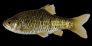 半纹小鲃（Puntius semifasciolatus）图片