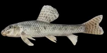 棒花鱼（Abbottina rivularis）图片