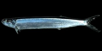 宝刀鱼（Chirocentrus dorab）图片