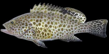 宝石石斑鱼（Epinephelus areolatus）图片