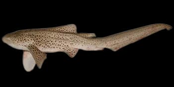 豹纹鲨（Stegostoma fasciatum）图片