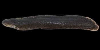 伯氏网鳚（Dictyosoma burgeri）图片