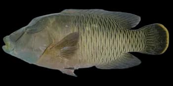 波纹唇鱼（Cheilinus undulatus）图片