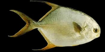 布氏鲳鲹（Trachinotus blochii）图片
