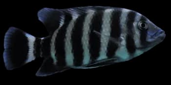 布氏非鲫（Tilapia buttikoferi）图片